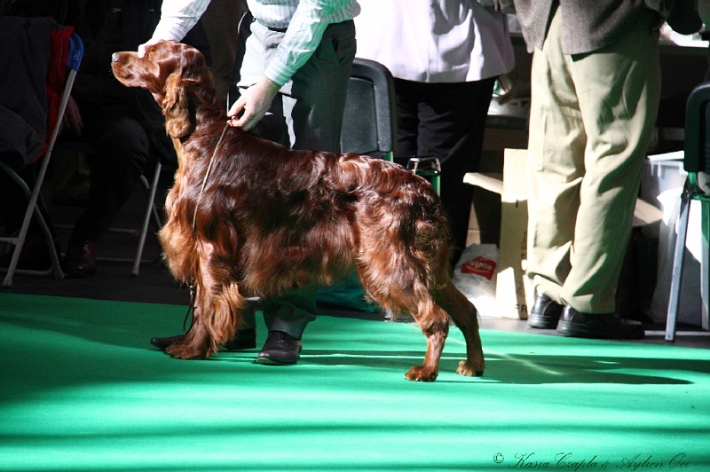 Crufts2011 568.jpg